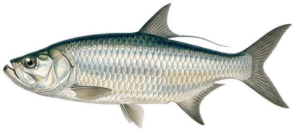 Tarpon